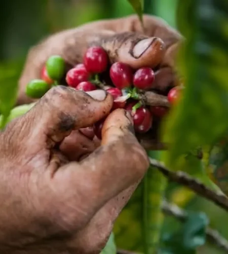 Cultivos-cafe-1280x720-1